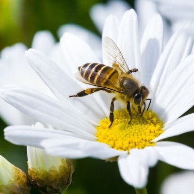 TheBee038813's profile picture. Gruntled...