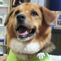 桜花@読書垢 (@kirschbaum_book) 's Twitter Profile