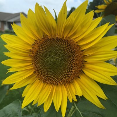 kariek's profile picture. @kariek.bsky.social