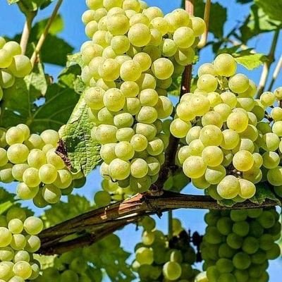 Khan62355978's profile picture. андролог