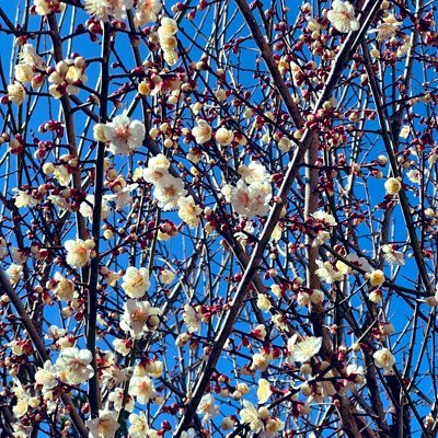 igrec_tsubasa's profile picture. 地方と都内の2拠点暮らし/育児中の母/小さな会社を経営/独り言用のアカウント