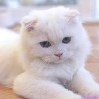 shelly1626's profile picture. 無年金障害者。ASD、ADD、HSP、鬱、不安障害、強迫性神経症、対人恐怖症、元場面緘黙。低収入＆貧困。社会不適合だけど何とか生きています。人生立て直すために日々粛々と節約頑張る。