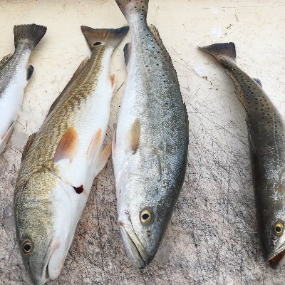 Ricky77541's profile picture. Couple Him 39 Her 40 Looking to make new Friends ( curious🍍 ). Pareja en busca de nuevas amistades para salir a divertirnos