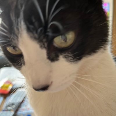 glmkxOM2mQ7X69E's profile picture. 趣味は旧ジャニーズ、特にキスマイ、ジャンプ、セクゾ、ストーンズを応援すること、2匹の飼い猫と遊ぶことと、7カ国語を勉強することです。この度WEBデザイナーデビューしました。いろいろなWEB制作をいたしますので、ぜひご依頼ください。特にwixが得意です。#ココナラ で2023soraruiを検索！ #Webデザイナー