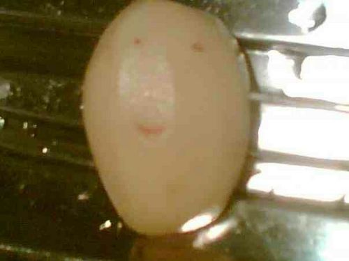 Stu_Ferguson's profile picture. 