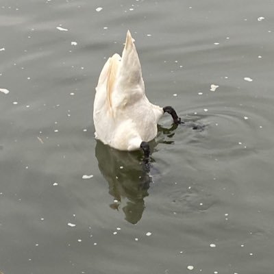 hunttherachal's profile picture. 