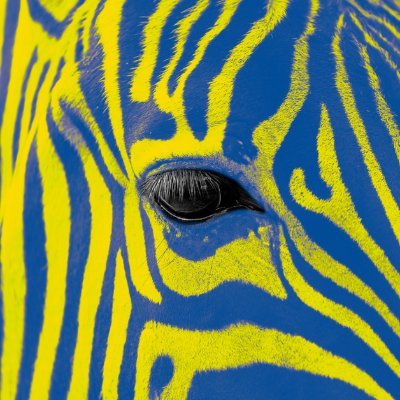 EverythingZebra Profile Picture