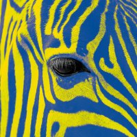 EverythingsZebra bsky social (@everythingzebra) 's Twitter Profile