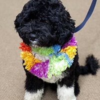 Bo Obama (@pooch_in_chief) 's Twitter Profile