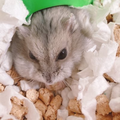 リリーちゃんというハムスターを飼っています🐹 食いしん坊な女の子🚺リリーちゃん写真集をKindle本で出しました❣️KindleUnlimited対象です📖リリーちゃんに人生を捧ぐ！みなさんのツイートで癒されてます☺️無言フォロー失礼します🙇‍♀️