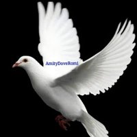 AmityDoveRomi🕊️ (@amitydove) 's Twitter Profile
