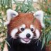 @KIDAI_FOX
