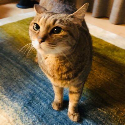 meguニャンパリ🐈さんのプロフィール画像