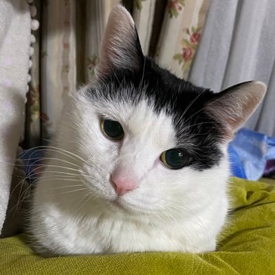 pyon_maiko's profile picture. 最近はただただサウナが好きな人です。 社会人、猫好き、アニメ好き、フィギュアスケート好き、料理好きって感じです。 歳は結構いってます。