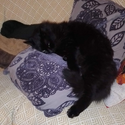 lelfedesbois11's profile picture. juste pour le partage, les bonne ondes et le fun en toute amitié.😉