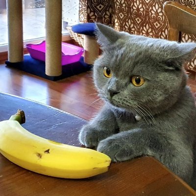 CEMKAYA2704's profile picture. Human