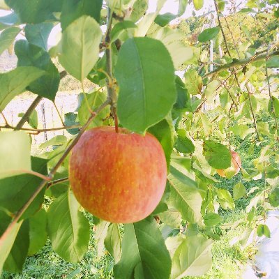 oG9IBXx93CJWksZ's profile picture. 👹滅💓。🐗💙推しです。20↑かなりいっちゃってます。
🐗💙ぬい遊び、たまに作りたいモノを作ってみる(下手っぴ🤣)。
自分が楽しければいい！というスタイルなのでお気にさわったならすみません😣💦⤵️
(先に謝っとく！🙏🤣)
無言フォロー失礼してます🙇