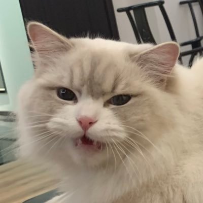 糕糕さんのプロフィール画像