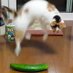 Cat & Cucumber Friends (@catscucumber) Twitter profile photo Cat & Cucumber Friends (@catscucumber) Twitter profile photo