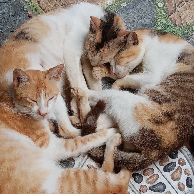 BipedalSheepG1's profile picture. 