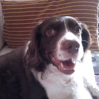 lucia palatucci (@lucia_pal) 's Twitter Profile