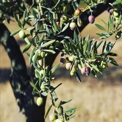 Nilenus's profile picture. 