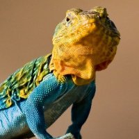 Todd Vision (@tjvision) 's Twitter Profile