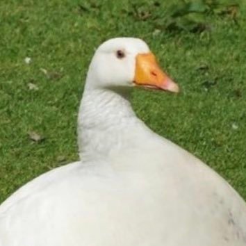 iateabee's profile picture. 