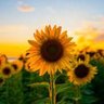 SeptemberMay's profile picture. In love w/ animals & nature, pining for the days when character mattered. Bohemian. Cult survivor. #WriterForHire