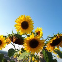 🕊Fro Sanna🕊🌍🇪🇺 🕊 💉💉💉💉💉 (@frosanna55) 's Twitter Profile