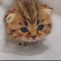 Is kitten (@sikitterr) 's Twitter Profile