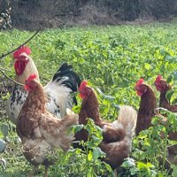 Dunne’s Farm Pastured Eggs(@Dunnesfarmeggs) 's Twitter Profile Photo