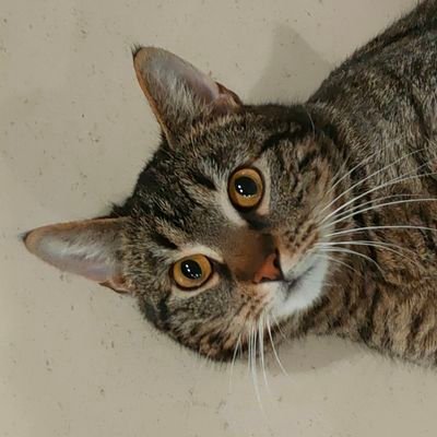 MultiDrtic's profile picture. 