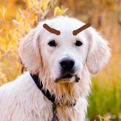 send me your dogs and i will put eyebrows on them