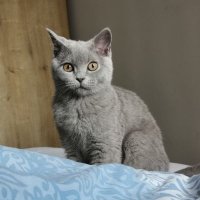 Spatium Retromolare (@retromolare) Twitter profile photo