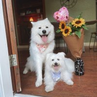 Luna.andghost (@lunaandghost) Twitter profile photo