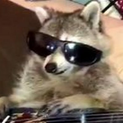 raccoon7139 Profile Picture