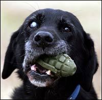 dcm303's profile picture. Yup, that's me in a nut shell....