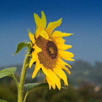 KamilKubiena's profile picture. 