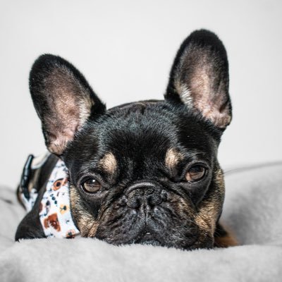 ⭐️ French Bulldog | 🏠 South Wales | 📸 Nikon d3500
