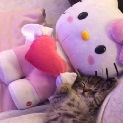 mgtan los gatos, soy vegana y el q tenga miedo a morir k no nazca (◡‿◡✿)
