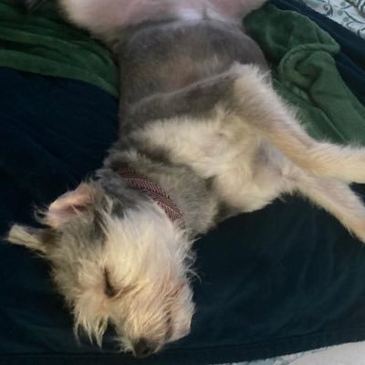 pokerapeship's profile picture. Just commenting and looking around 👁