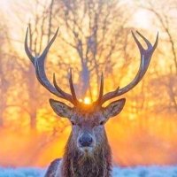 Terrie (@terrie222222) 's Twitter Profile Photo