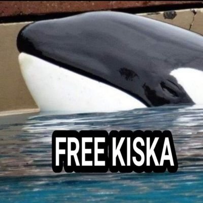 #freekiska#emptythetanks#blackfish#freeCaptiveOrca, Bkind2 al living things, RESPECT THEM. Captivity is wrong on every level. I am a voice 4THEM