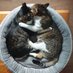 『みー🐱』と『まめ🐱』の仲良し兄妹ねこ日記 (@mi_mame_diary) Twitter profile photo 『みー🐱』と『まめ🐱』の仲良し兄妹ねこ日記 (@mi_mame_diary) Twitter profile photo
