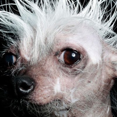 Let us take thy dogs seed, for it is the chillness of greg we strive for. $Dogmi #Crypto #NFT