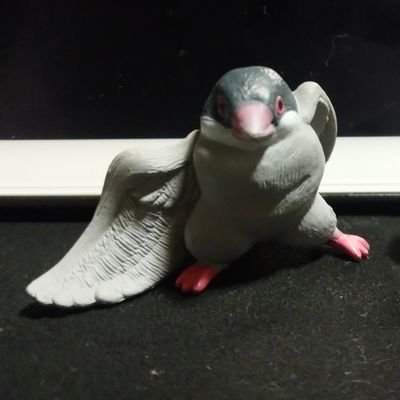 綾鷹さんのプロフィール画像