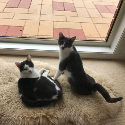 We are bonded sisters and our names are Luka and Lizzie. This is our story and adventures about life after adoption from a shelter. #adoptdontshop