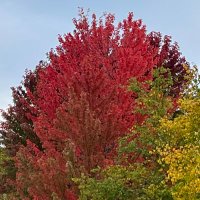 Sandy Scheele (@scheele_sandy) 's Twitter Profile Photo