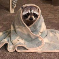 Guaxinim Depressivo (@ant_honey400289) 's Twitter Profile